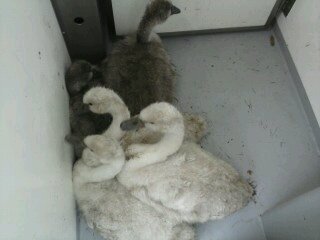 20130628 Dierenambulance Zwanenrescue 001